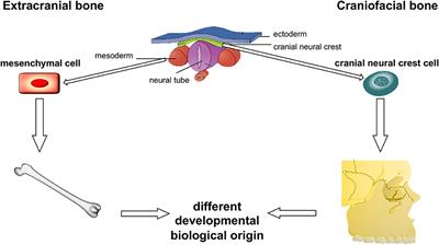 Craniofacial Osteosarcoma—Pilot Study on the Expression of Osteobiologic Characteristics and Hypothesis on Metastasis